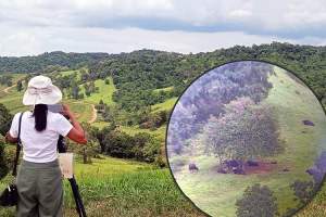 Se moskusokser gjennom kikkerten på Khao Phaeng Ma View Point.